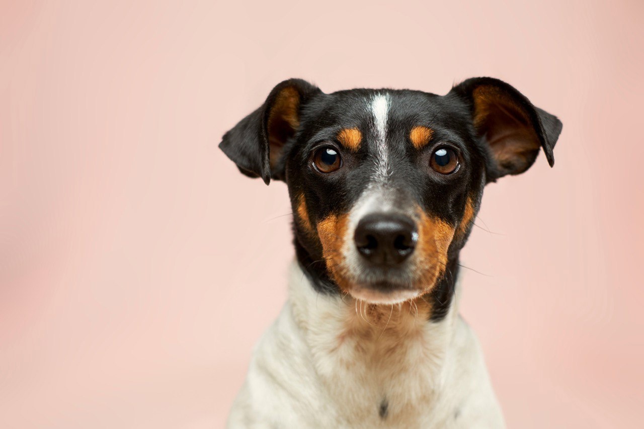 It is possible with pets: Photo 2